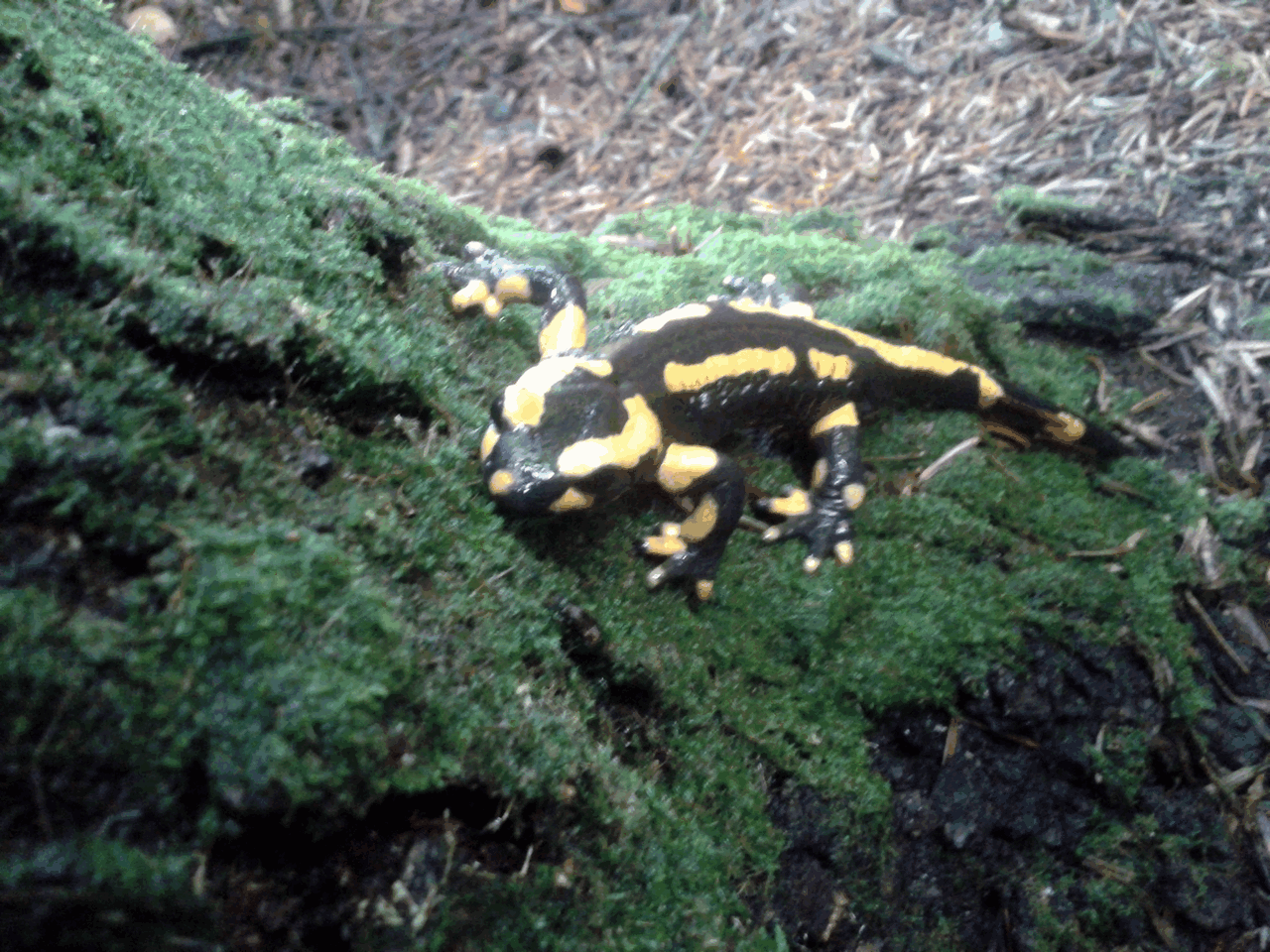 Les salamandres des Mines de Pégut