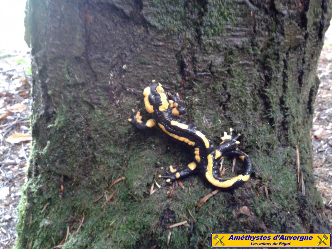La salamandre