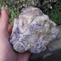 Blc19      3